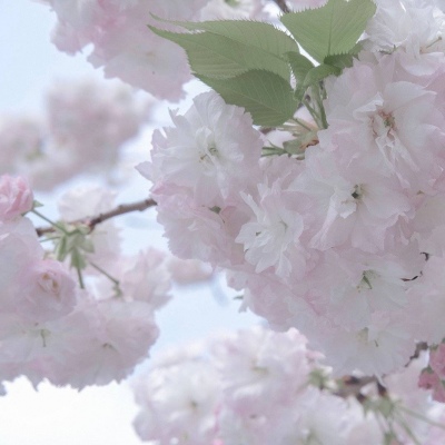 黄骅福瑞交流群